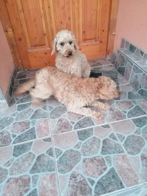 Törpe uszkár felnőtt szukák eladók 