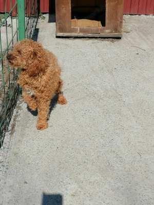 Törpe uszkár felnőtt szukák eladók  - kép 5