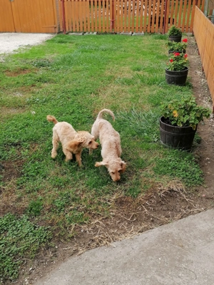 Törpe uszkár felnőtt szukák eladók  - kép 3