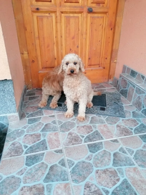 Törpe uszkár felnőtt szukák eladók  - kép 4