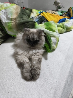 Eladó Perzsa Jellegű Cica - kép 4