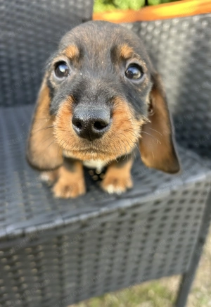 Eladó tacskó kiskutyusok  - kép 2