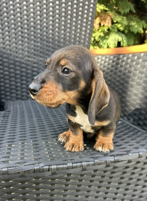 Eladó tacskó kiskutyusok  - kép 4