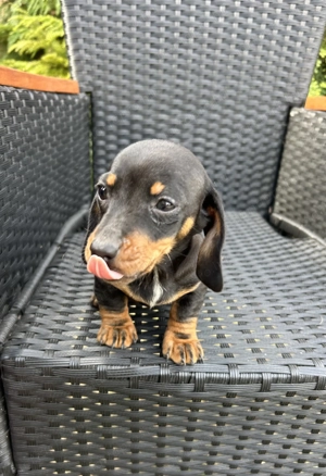 Eladó tacskó kiskutyusok  - kép 3