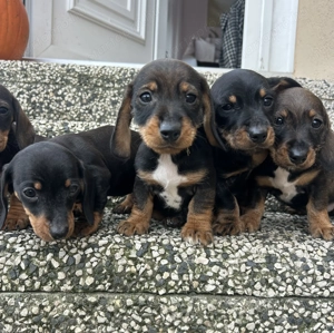 Eladó tacskó kiskutyusok  - kép 14