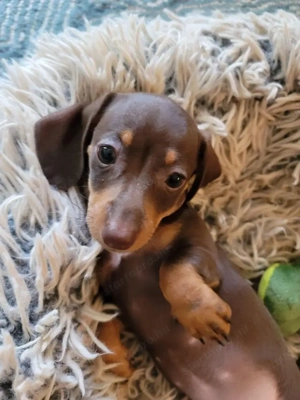 Törpe tacskó kölykök  - kép 2