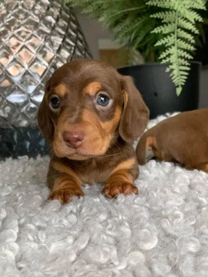 Törpe tacskó kölykök  - kép 3