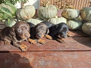 Törpe tacskó kölykök  - kép 4