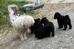 Fekete Puli könykök!