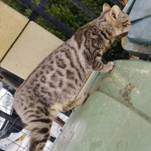 Bengáli kever k cica 