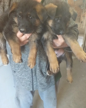 Rajzos Német juhász kölykök eladók - kép 2