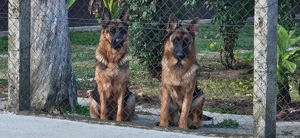 Rajzos Német juhász kölykök eladók - kép 3