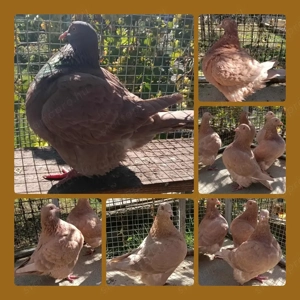 Texán,Recesszív Texánok eladók!