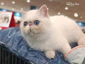 Egzotikus rövidsz r , Exotic Shorthair. elad  - kép 4