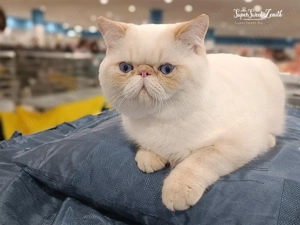 Egzotikus rövidsz r , Exotic Shorthair. elad  - kép 2