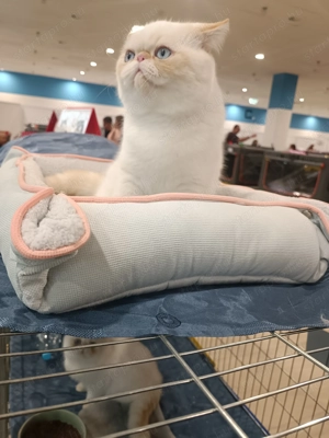 Egzotikus rövidsz r , Exotic Shorthair. elad  - kép 5