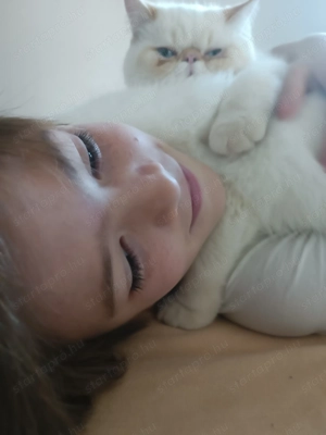 Egzotikus rövidsz r , Exotic Shorthair. elad  - kép 3