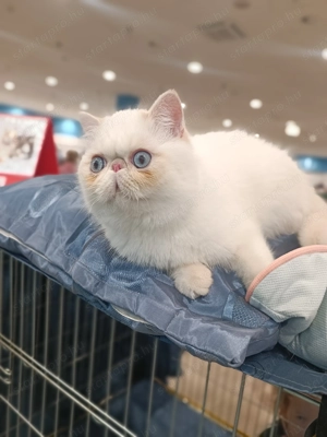 Egzotikus rövidsz r , Exotic Shorthair. elad  - kép 7
