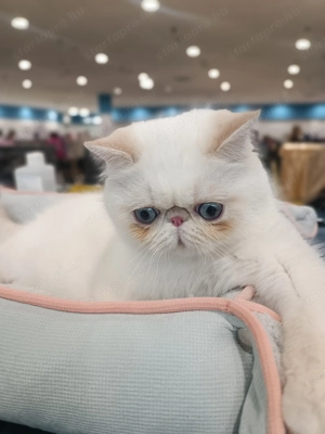 Egzotikus rövidsz r , Exotic Shorthair. elad  - kép 8