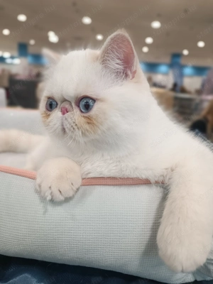 Egzotikus rövidsz r , Exotic Shorthair. elad  - kép 6
