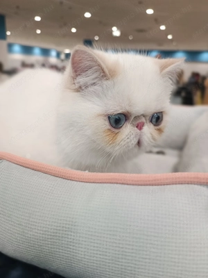 Egzotikus rövidsz r , Exotic Shorthair. elad  - kép 9
