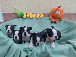 Törzskönyves boston terrier Lányok-fiúk