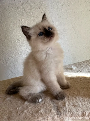 Ragdoll babák foglalhatok  - kép 4