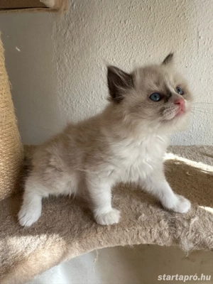 Ragdoll babák foglalhatok  - kép 3