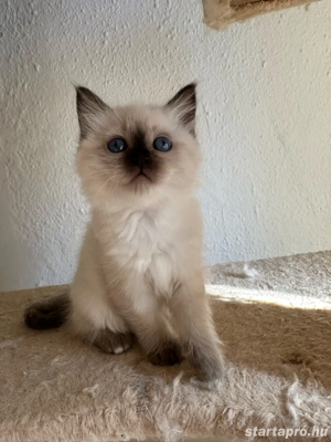 Ragdoll babák foglalhatok  - kép 2
