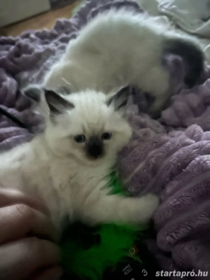 Ragdoll babák foglalhatok  - kép 6