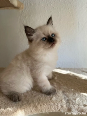 Ragdoll babák foglalhatok  - kép 7