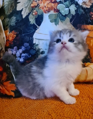 Törzskönyvezett szülőktő Brit hosszú szőrű kiskandúr! - kép 4