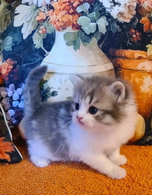 Törzskönyvezett szülőktő Brit hosszú szőrű kiskandúr! - kép 2