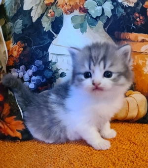 Törzskönyvezett szülőktő Brit hosszú szőrű kiskandúr! - kép 7