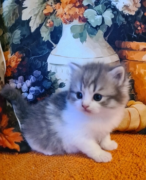 Törzskönyvezett szülőktő Brit hosszú szőrű kiskandúr! - kép 5