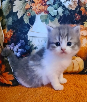 Törzskönyvezett szülőktő Brit hosszú szőrű kiskandúr! - kép 3