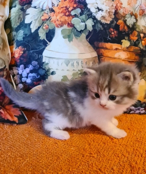 Törzskönyvezett szülőktő Brit hosszú szőrű kiskandúr! - kép 6