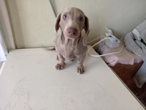 Izabella színű tacskó eladó