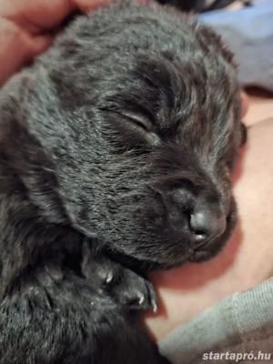 Ingyen elvihető keverék kiskutya - kép 3