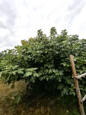Aszód belvárosában eladó több generációs családi ház - kép 10