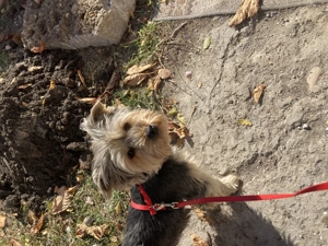 4 éves yorki terrier lány kutyus szerető gazdit keres - kép 2