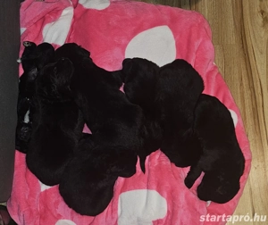 Ingyen elvihető keverék kiskutya - kép 4