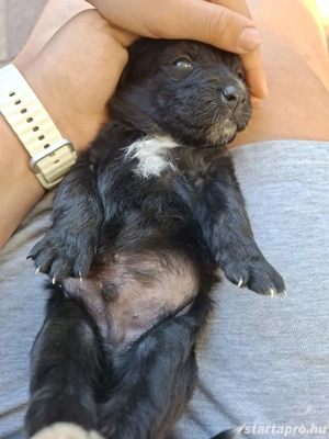Ingyen elvihető keverék kiskutya - kép 2