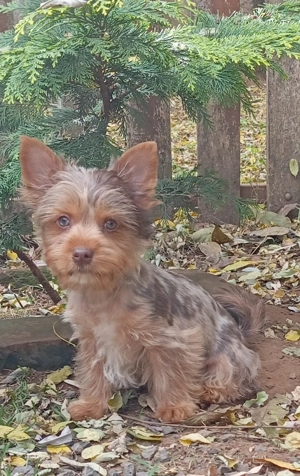 Gyönyörű csoki és csoki merle yorki fiúk