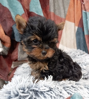 Gyönyörű pici méretű yorki fiú