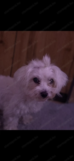 Eladó Máltai Selyem kiskutya 