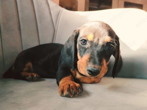 Törpe tacskók oltva eladók