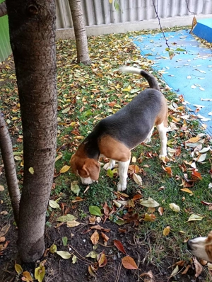 Beagle kan eladó