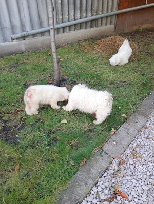 Máltai tenyész párok eladók