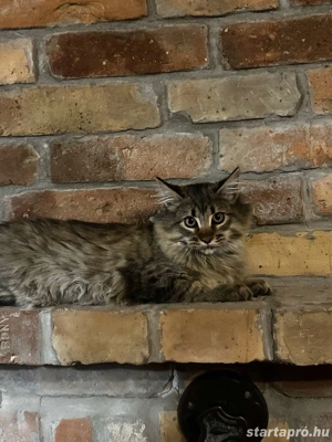 Maine coon . - kép 2